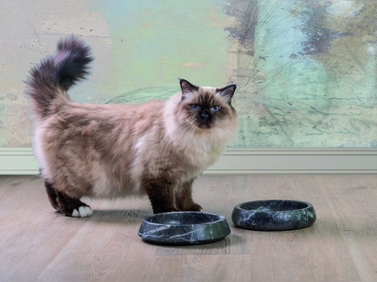 Design accessories, bowls, and beds for pets by Labilla