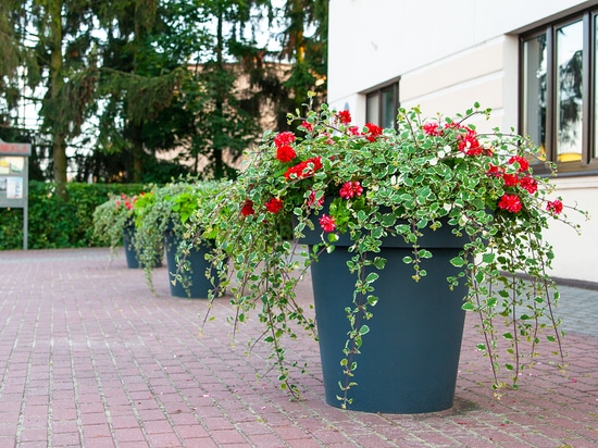 Urban planting in public spaces: seasonal greenery for cities