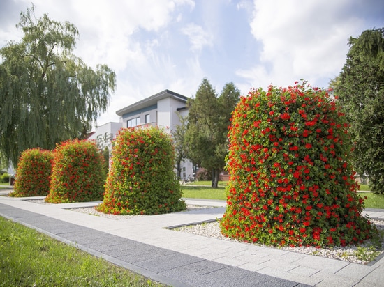 Urban planting in public spaces: seasonal greenery for cities