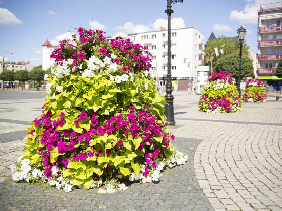 Urban planting in public spaces: seasonal greenery for cities