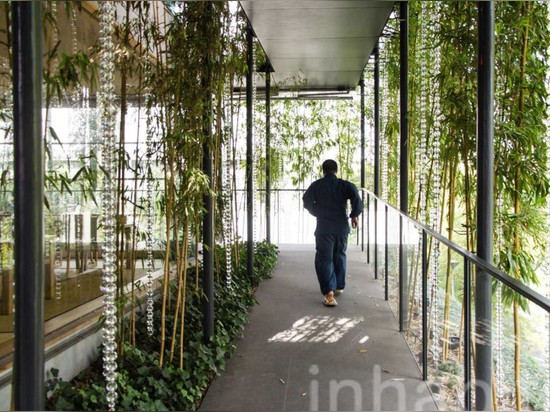 A lush bamboo forest thrives atop the Ekouin Buddhist Temple in Tokyo