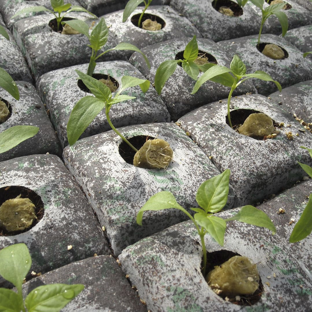 ココナッツ ファイバー製植物育成培地 - GROWBLOCK - JIFFY - ばら詰め