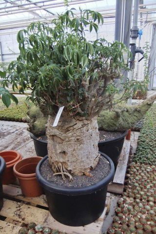 Botanical Baobab CD ボタニカル　バオバブ バオバブ観賞植物 - ADANSONIA DIGITATA - Botanic