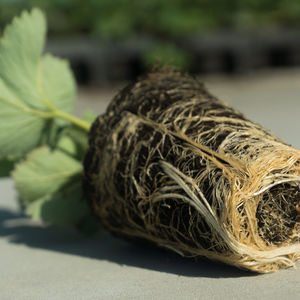 ピート植物育成培地
