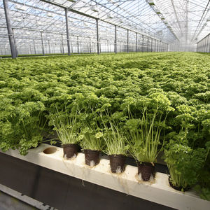 ピート植物育成培地