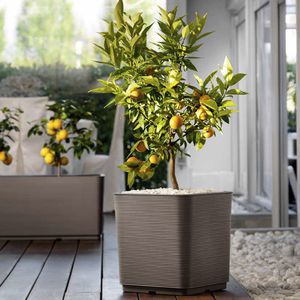 プラスチック製植木鉢