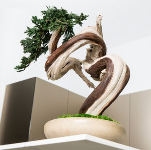 安定観賞植物
