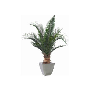 安定観賞植物 1