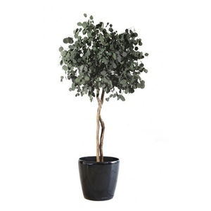 安定観賞植物 1