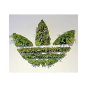 安定植物フレーム