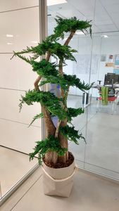 安定観賞植物