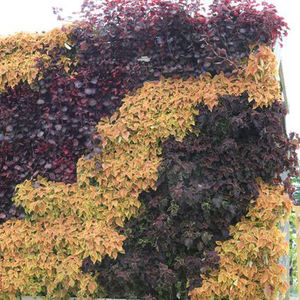 生きている植物バーティカルガーデン