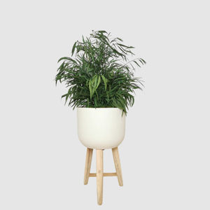 安定観賞植物