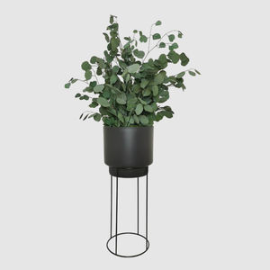 安定観賞植物