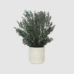 安定観賞植物