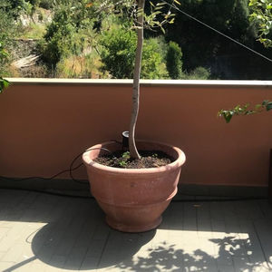テラコッタ植木鉢