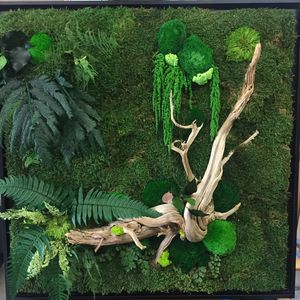安定植物フレーム