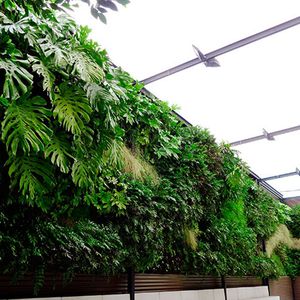 生きている植物緑化壁