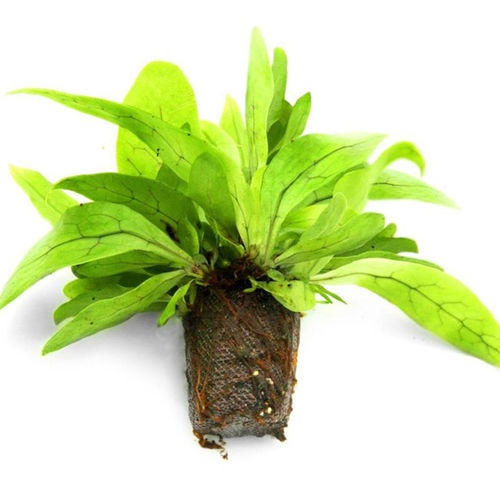 ピート植物育成培地 - VITRO-PLUG™ - JIFFY - ばら詰め / 繊維状