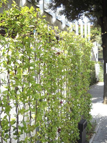 生きている植物緑化壁 - CONFINA - poliflor - 天然 / 庭用