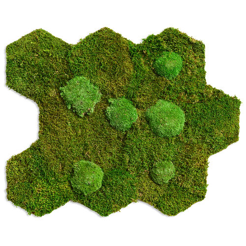 安定植物フレーム - FOREST AND POLEMOSS - FlowerArt GmbH - コケ / 天然 / 屋内用