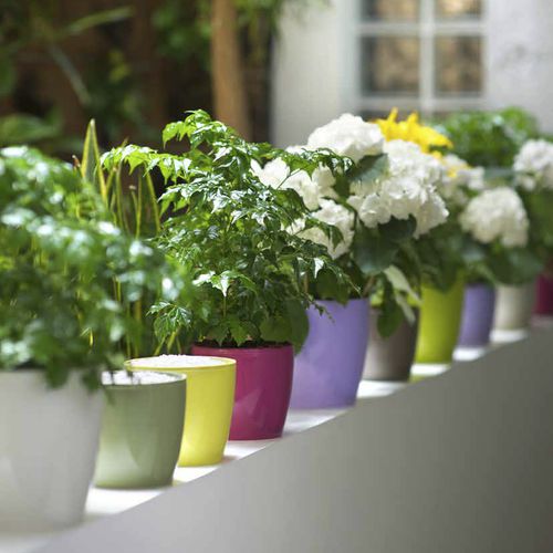 プラスチック製植木鉢 - MADEIRA LUXY - TeraPlast - 独立型