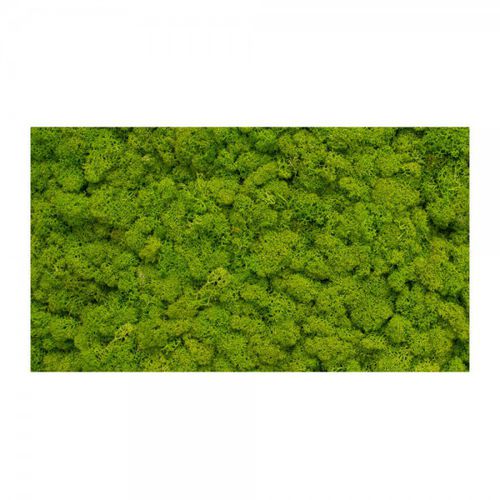安定緑化壁 - MNLM-605-16 - green Habitat - 天然 / コケ / 屋内用