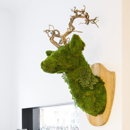安定植物フレーム - ANIMOSS - DEERMOSS - Greenarea - コケ / 屋内用 / 壁掛け式