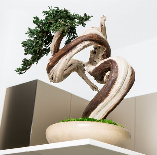 安定観賞植物 - SHAPES-SINUOUS TREE - Greenarea - 盆栽 / 小型 / 中型