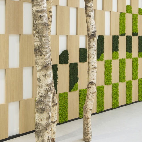 木製厚板 - CUSTOM &middot; MOSS&amp;PLANTS &middot; MID : BIRCH TRUNKS - Greenarea