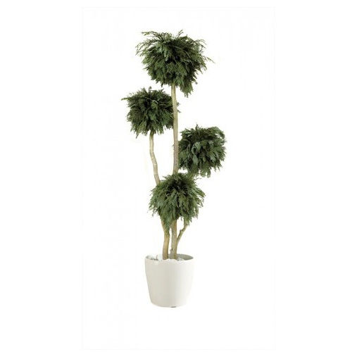 安定観賞植物 - THUYA - Végétal Indoor - 大型サイズ / 屋内用