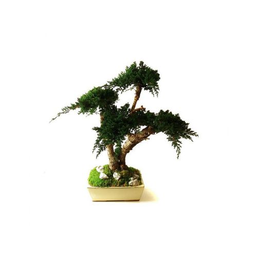安定観賞植物 - JUNIPERUS MOYEN - Végétal Indoor - 盆栽 / 中型 / 屋内用