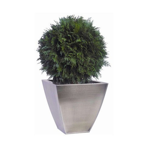 安定観賞植物 - BOULE DE THUYA - Végétal Indoor - 球形 / 小型 / 屋内用