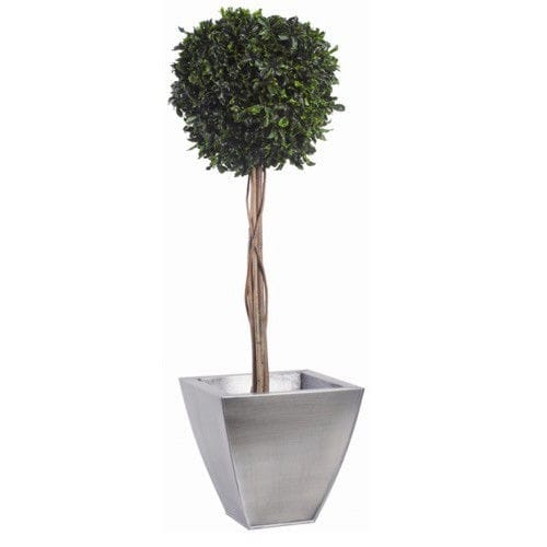 安定観賞植物 - TOPIAIRE BOULE DE BUIS (PITTOSPORUM) - Végétal Indoor - 球形 / 大型サイズ / 屋内用