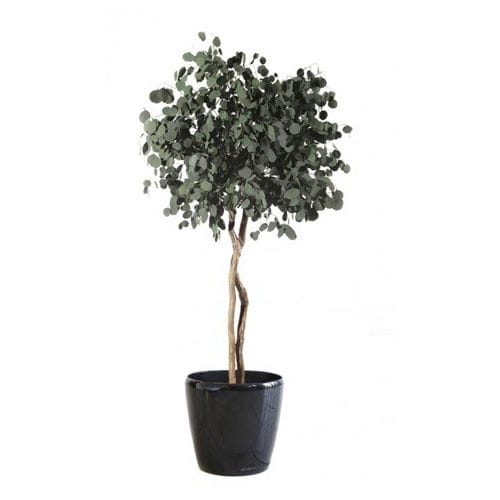 安定観賞植物 - POPULUS SUR TIGE - Végétal Indoor - ユーカリ / 大型サイズ / 屋内用