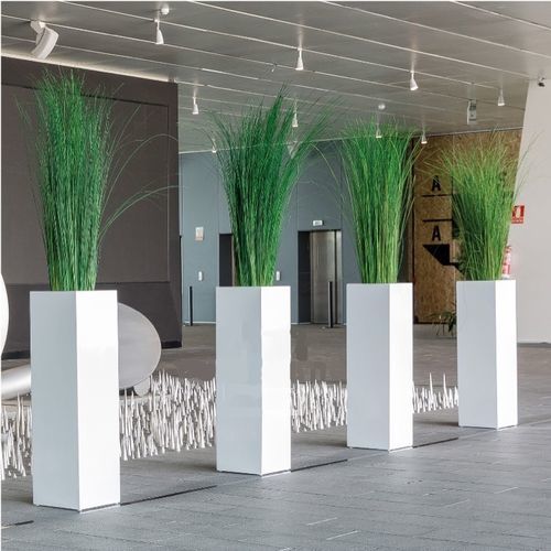 安定観賞植物 - SGI/0112 - Végétal Indoor - 大型サイズ / 屋内用