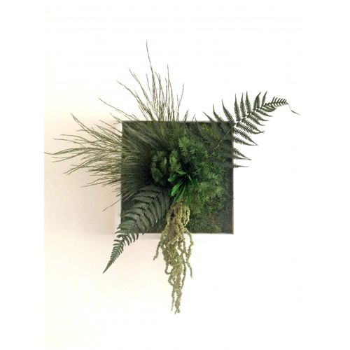 安定植物フレーム - NIWA - PLANTE STABILISEE - コケ / 木の葉 / 屋内用