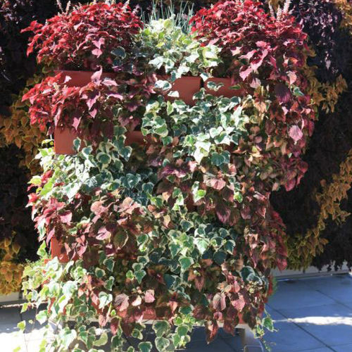 生きている植物バーティカルガーデン - ALGERIAN IVY & COLEUS   - LiveWall - 天然 / 屋外用