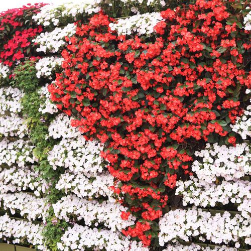 生きている植物緑化壁 - BEGONIAS & SUNPATIENS  - LiveWall - 天然 / 屋外用