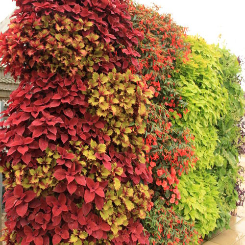 生きている植物バーティカルガーデン - COLORFUL - LiveWall - 天然 / 屋外用