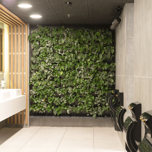 安定緑化壁 - CINEMAXX - Natural Greenwalls - 生きている植物 / 天然 / 屋内用