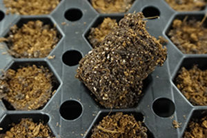 ココナッツ ファイバー製植物育成培地 - AERO NT PLUG - Grow-Tech LLC - パーライト製 / ばら詰め / 吸水