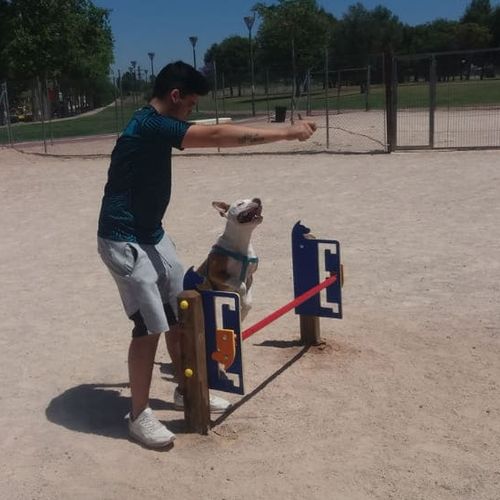 敏捷性障害物コース - DUAGCP-01 - DEPORTES URBANOS - 犬の公園用 / 走り高跳び