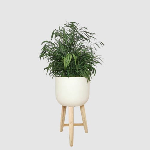 安定観賞植物 - NICOLY 70 - naturall green - ユーカリ / 中型 / 屋内用