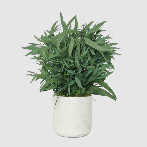 安定観賞植物 - NICOLY 30  - naturall green - ユーカリ / 中型 / 屋内用