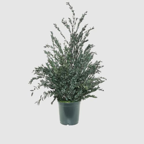 安定観賞植物 - PARVIFOLIA 70 - naturall green - ユーカリ / 中型 / 屋内用