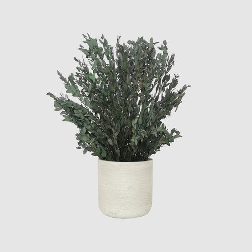安定観賞植物 - PARVIFOLIA 30 - naturall green - ユーカリ / 小型 / 屋内用