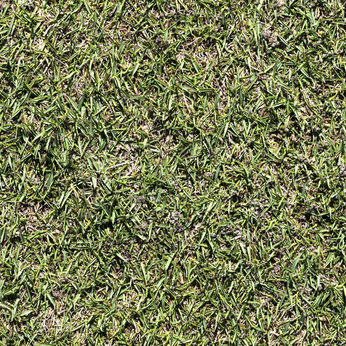 自然芝 - Zoysia L1F - Novogreen - ロール状 / スポーツグラウンド用 / 庭用