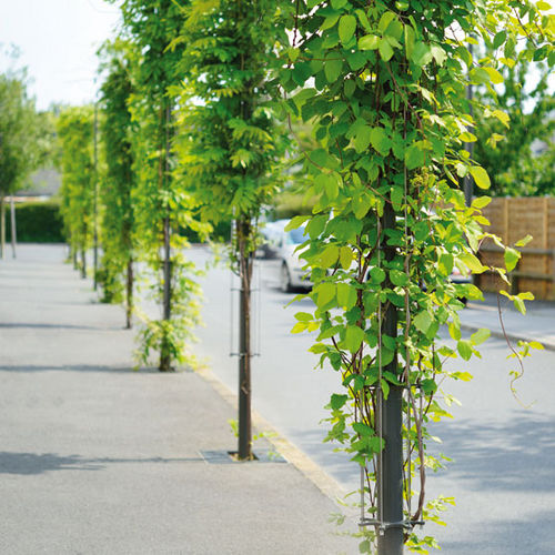 植物用サポート - BABYLONE - AREA