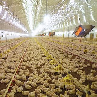 壁面赤外線ヒーター - POULTRY - SBM - 天井取付け式 / ガス / 業務用
